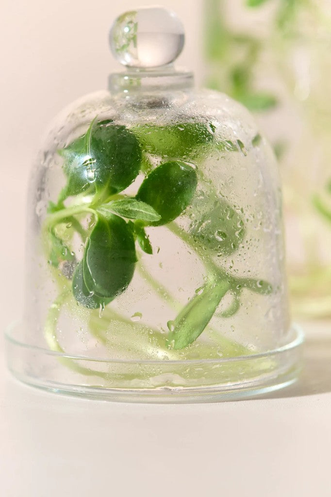 Plant stem cells under glass